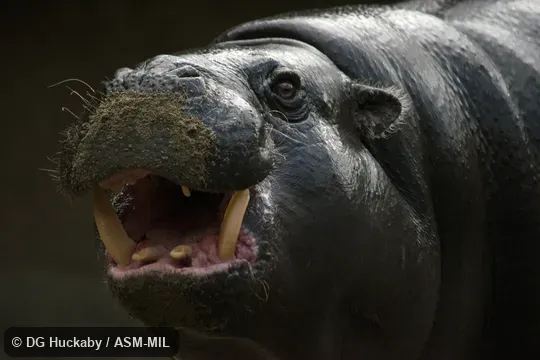 Head of adult male.  Formerly Hexaprotodon liberiensis.