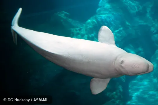 Formerly in order Cetacea.  Also as Sea Canary, White Whale.