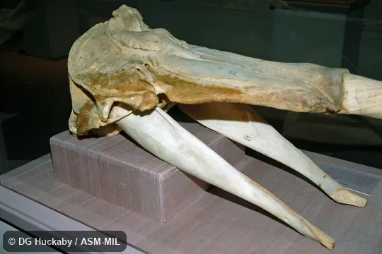 Skull of adult male.  Formerly in order Cetacea.  Also as Horned Whale, Sea Unicorn, Unicorn Whale.