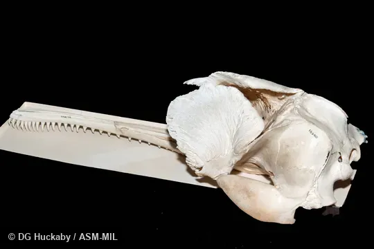 Left dorsolateral view of skull.  Formerly in order Cetacea.  Formerly Platanista gangetica.  Also as Blind River Dolphin|Susu|Bhulan|South Asian River Dolphin.  California Academy of Sciences #16340, from Pakistan, Sindh province, 30 miles north Lloyd Barrage, Sukkur.