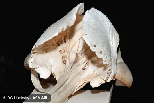 Anterodorsal view of skull showing crests.  Formerly in order Cetacea.  Formerly Platanista gangetica.  Also as Blind River Dolphin, Susu, Bhulan, South Asian River Dolphin.  California Academy of Sciences #16340, from Pakistan, Sindh province, 30 miles north Lloyd Barrage, Sukkur.