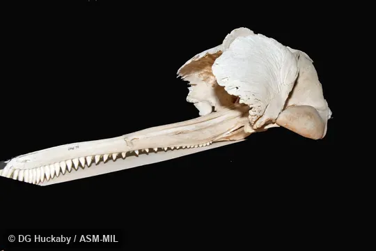 Left anterolateral view of skull.  Formerly in order Cetacea.  Formerly Platanista gangetica.  Also as Blind River Dolphin, Susu, Bhulan, South Asian River Dolphin.  California Academy of Sciences #16340, from Pakistan, Sindh province, 30 miles north Lloyd Barrage, Sukkur.