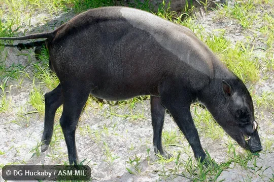 Subadult male