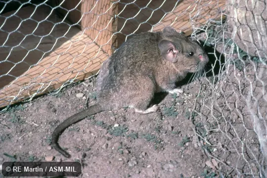 Side view of captive.  Also as Chilean Chinchilla Rat.