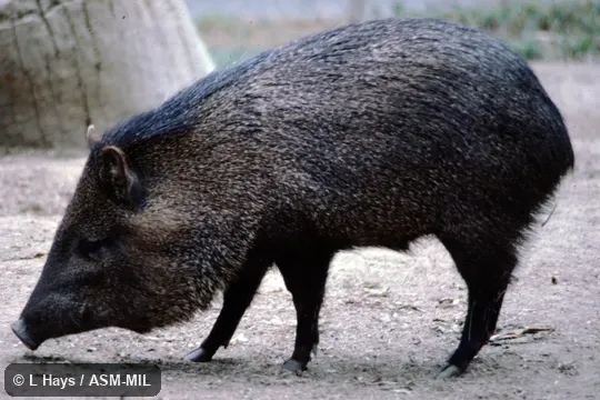 Formerly as Pecari tajacu or Pecari angulatus, Javelina.