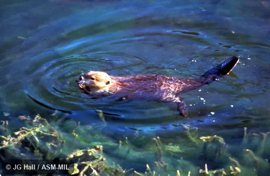 Beaver swimming.  Also as American Beaver, Canadian Beaver.