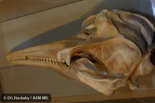 Formerly in order Cetacea.  Also as Tasman Beaked Whale|Tasman Whale|Tasmanian Beaked Whale.