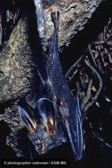 Megaderma spasma philippinense.  Also as Common Asian Ghost Bat, Lesser False Vampire, Malayan False-vampire.