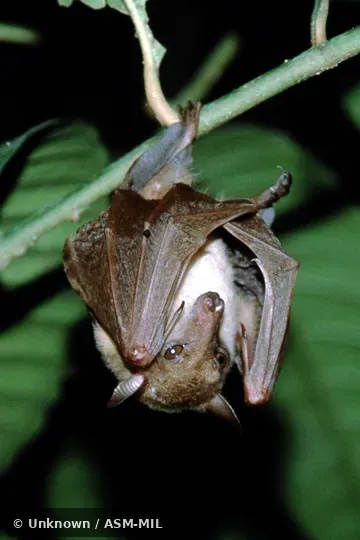 Also as Dagger-toothed Flower Bat, Dagger-toothed Long-nosed Fruit Bat, Dagger-toothed Long-tongued Blossom Bat, Lesser Long-nosed Fruit Bat, Lesser Long-tongued Fruit Bat, Lesser Long-tongued Nectar Bat, Northern Blossom Bat.