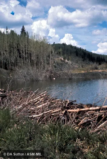 View of dam from downstream side.  Also as American Beaver, Canadian Beaver.