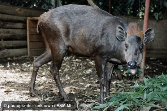 Adult female.  Captive population orginating from Tanzania, Usmabra mts, Lushoto, Sheme Forest