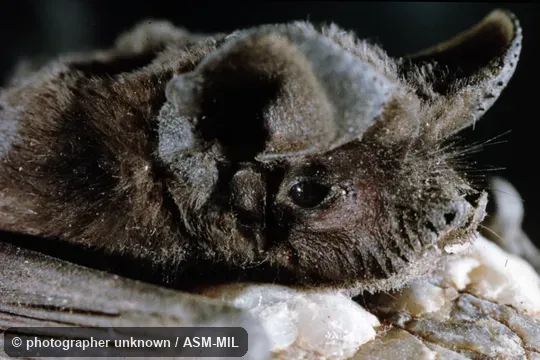 Formerly Tadarida aegyptiaca.  Also as Egyptian Guano Bat|Egyptian Nyctinome.