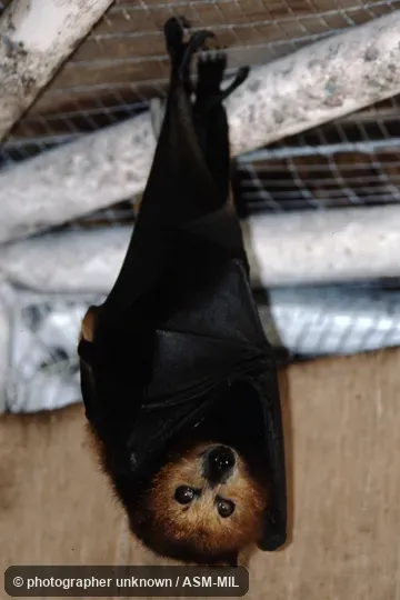 Captive animal taken at Mauritius, Black River Gorge National Park. Also as Black-spined Flying Fox|Black-Spined Fruit Bat|Mauritian Flying Fox|Mauritius Fruit Bat. Captive animal taken at Mauritius, Black River Gorge National Park. Also as Black-spined Flying Fox|Black-Spined Fruit Bat|Mauritian Flying Fox|Mauritius Fruit Bat.