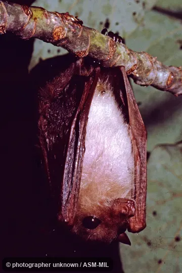 Also as Common Blossom Bat|Eastern Blossom Bat.