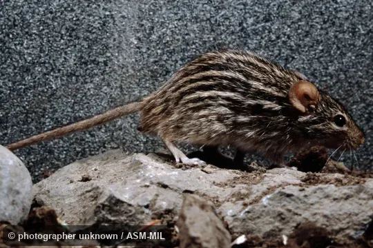 Also as Heuglin's Lemniscomys|Zebra Grass Mouse|Zebra Lemniscomys. Also as Heuglin's Lemniscomys|Zebra Grass Mouse|Zebra Lemniscomys.