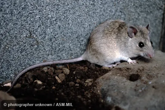 Also as Natal Mastomys.