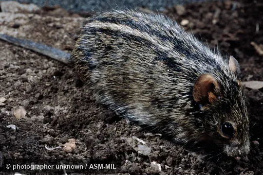 Also as Mesic Rhabdomys. Also as Mesic Rhabdomys.