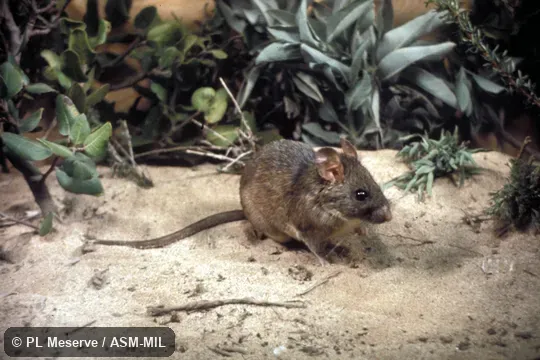 Oblique view.  Also as Large-eared Woodrat.