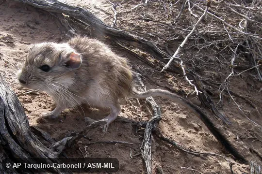 Also as Plains Viscacha Rat.