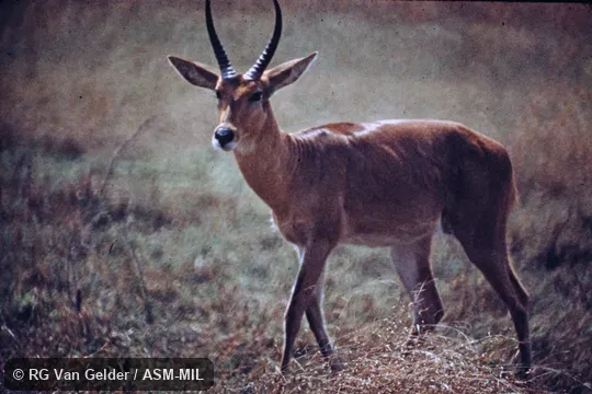 Redunca arundinum arundinum, Southern Common Reedbuck. Also as Common Reedbuck. Redunca arundinum arundinum, Southern Common Reedbuck. Also as Common Reedbuck.