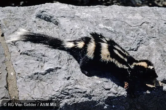 Formerly Eastern Spotted Skunk.