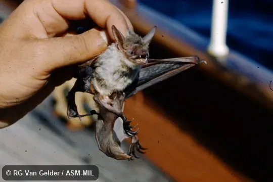 Taken on Puritan Expedition.  Also as Fish-eating Bat.