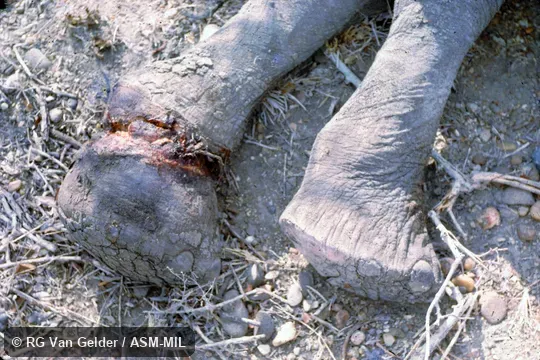 Also as African Bush Elephant.
