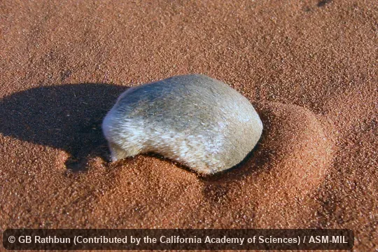 Burrowing into loose sand dune.  Also as Namib Golden Mole.