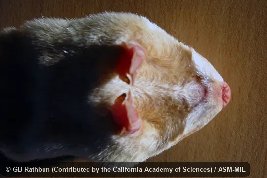 Forefeet, mouth, and nose.  Also as Namib Golden Mole.