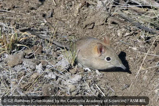 Also as Bushveld Elephant-shrew.