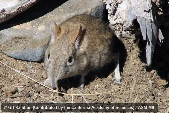 Also as Bushveld Elephant-shrew.