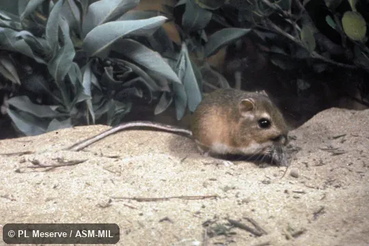 Side view of captive.  Also as Cabezon Kangaroo Rat|San Borja Kangaroo Rat|Santa Catarina Kangaroo Rat.