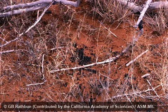 Feces pile at territory edge.  Formerly Elephantulus rufescens.  Also as Rufous Elephant-shrew, East African Long-eared Sengi, East African Long-eared Elephant-shrew, Rufous Spectacled Sengi, Rufous Spectacled Elephant-shrew, Spectacled Sengi, Spectacled Elephant-shrew.