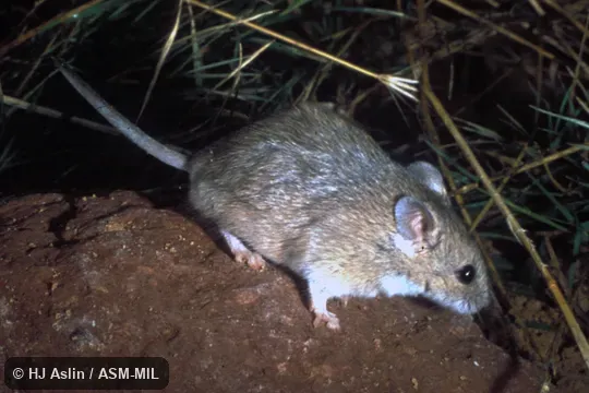 Side view, captive from Innamincka, SA, Australia.  Also as Desert Short-tailed Mouse|Forrest's Leggadina|Forrest's Mouse|Forrest's Short-tailed Mouse.