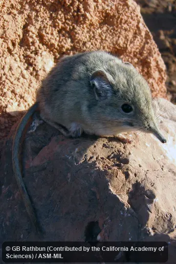 Formerly Elephantulus rozeti.  Also as North African Elephant-shrew.