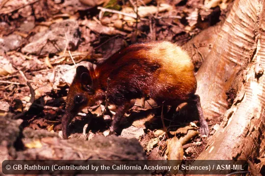 Golden-rumped Elephant-shrew, Golden-rumped Giant Sengi, Yellow-rumped Sengi, Yellow-rumped Elephant-shrew