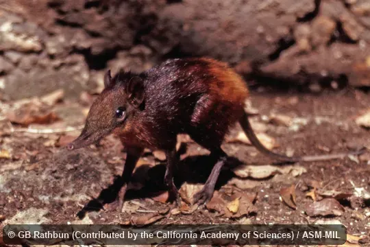 Golden-rumped Elephant-shrew, Golden-rumped Giant Sengi, Yellow-rumped Sengi, Yellow-rumped Elephant-shrew