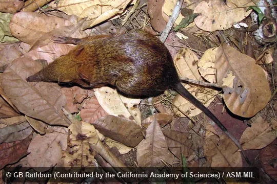 Also as Chequered Elephant-shrew, Chequered Giant Sengi.