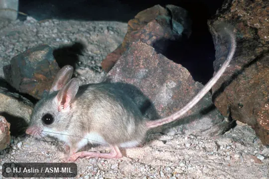 Side view of captive