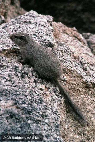 Also as Dassie Rat, Rock Rat.