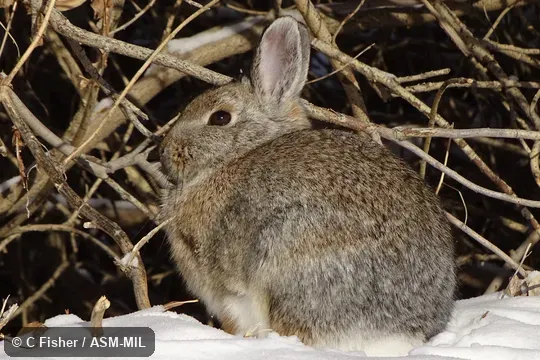 Also as Nuttall's Cottontail. Also as Nuttall's Cottontail.