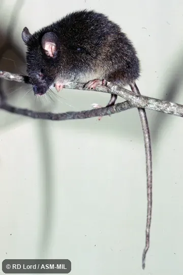 Captured in Venezuela, Lara state, Yacambú National Park. Identified by Victor Pacheco. Also as Reig's Aepeomys. Captured in Venezuela, Lara state, Yacambú National Park. Identified by Victor Pacheco. Also as Reig's Aepeomys.