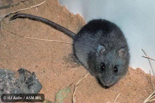 Antero-dorsal view of captive, from Spring Mount, South Australia., Rattus fuscipes greyii.  Also as Allied Rat|Bush Rat|Western Swamp Rat|Southern Bush Rat.
