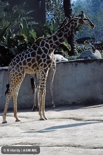 Giraffa giraffa angolensis.  Formerly Giraffa camelopardalis angolensis or Giraffa angolensis, Angolan Giraffe, Smoky Giraffe.
