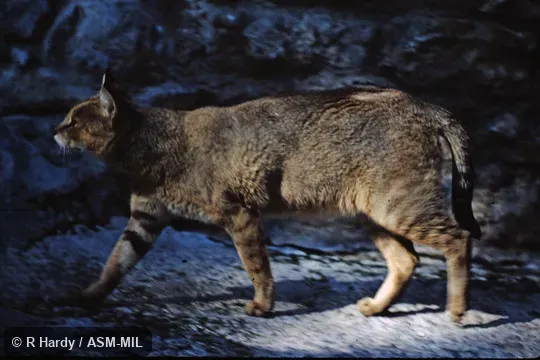Also as Swamp Cat, Reed Cat.