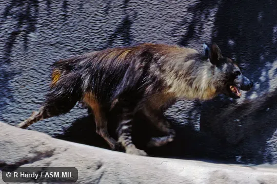 Formerly as Hyaena brunnea.