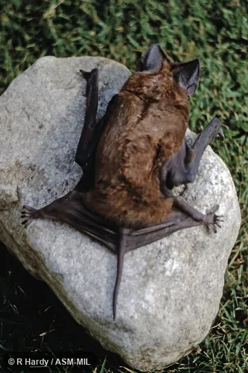 Also as Greater Bonneted Bat, Greater Mastiff Bat, Western Mastiff Bat.