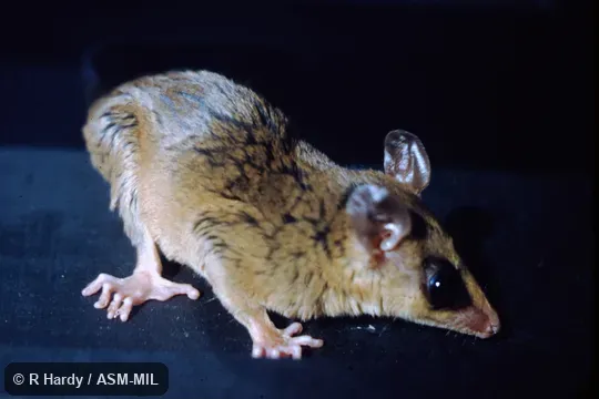 Captured in Long Beach CA from a banana boat originating in Ecuador, Guayaquil.  CSULB # 2753.  Formerly Marmosa robinsoni isthmica.  Also as Isthmian Mouse Opossum.