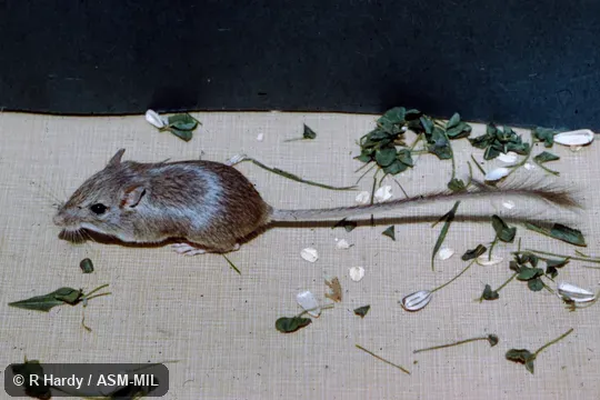 Chaetodipus formosus mesembrinus.