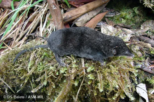 Formerly Soricomorpha. Adult female, FMNH 195235